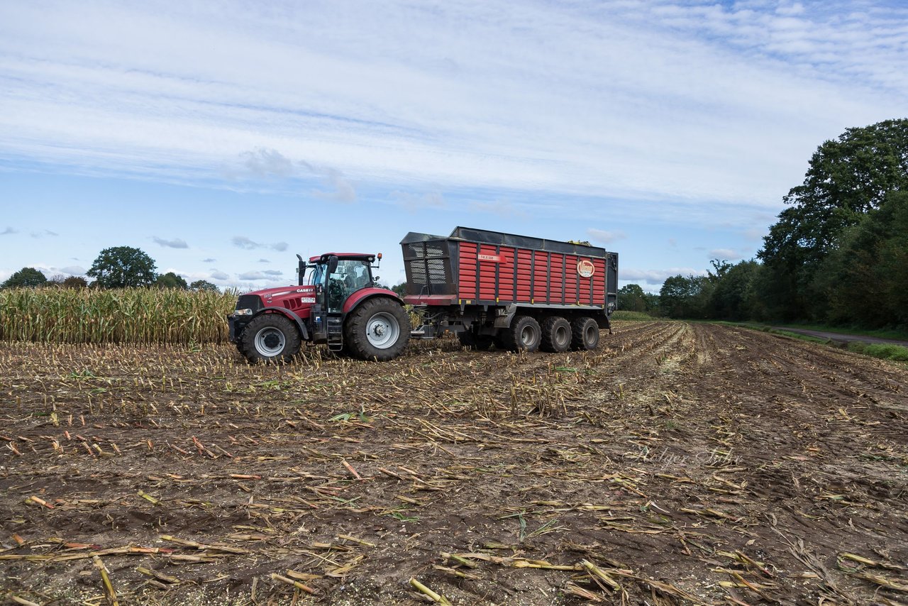 Bild 123 - Maisernte